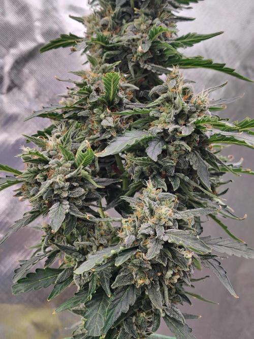 Blueberry Cookies. Week 11