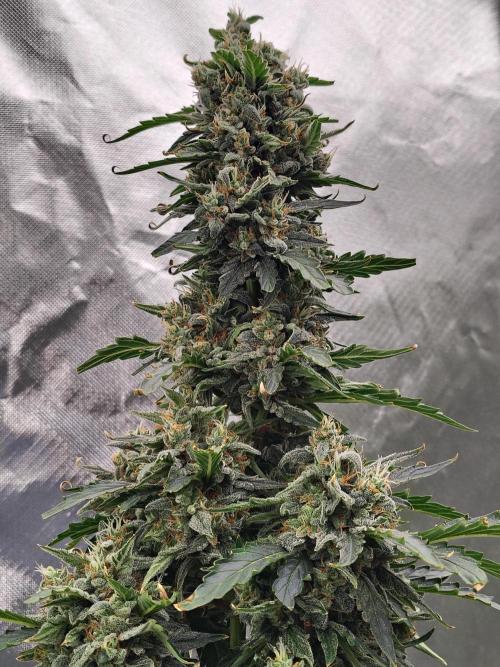 Blueberry Cookies. Week 11