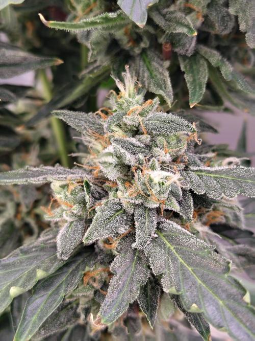 Blueberry Cookies. Week 11