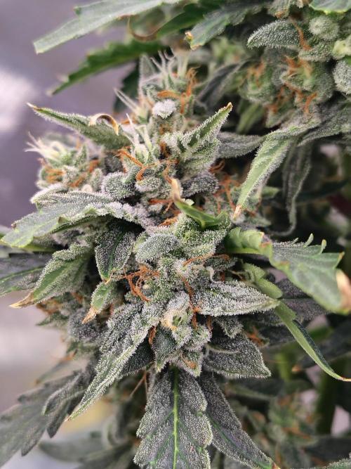 Blueberry Cookies. Week 11