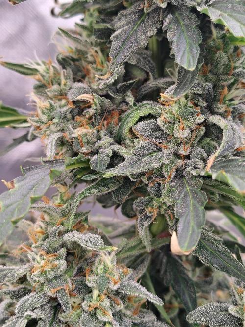 Blueberry Cookies. Week 11