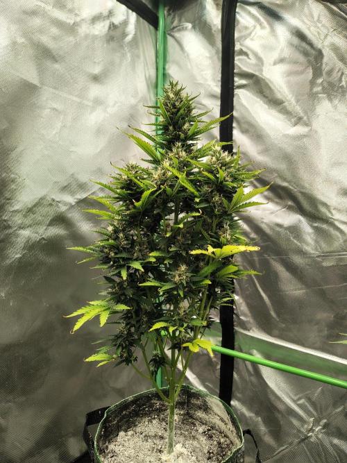 Blueberry Cookies. Week 11