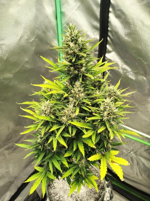 Blueberry Cookies. Week 11