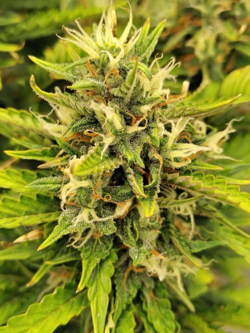 Blueberry Cookies. Week 11