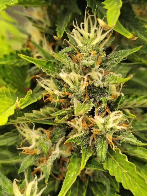 Blueberry Cookies. Week 11