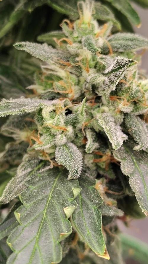 Blueberry Cookies