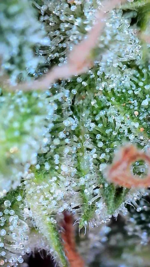 Bourbon Berry. Week 13