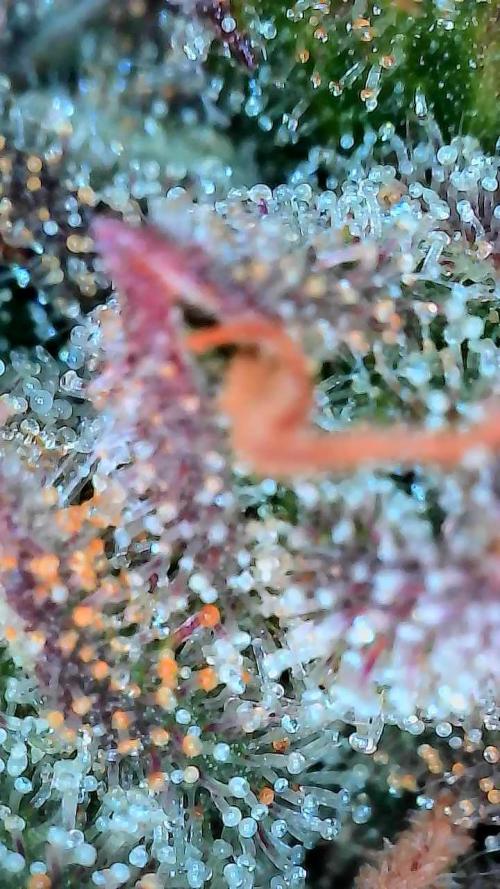 Bourbon Berry. Week 13