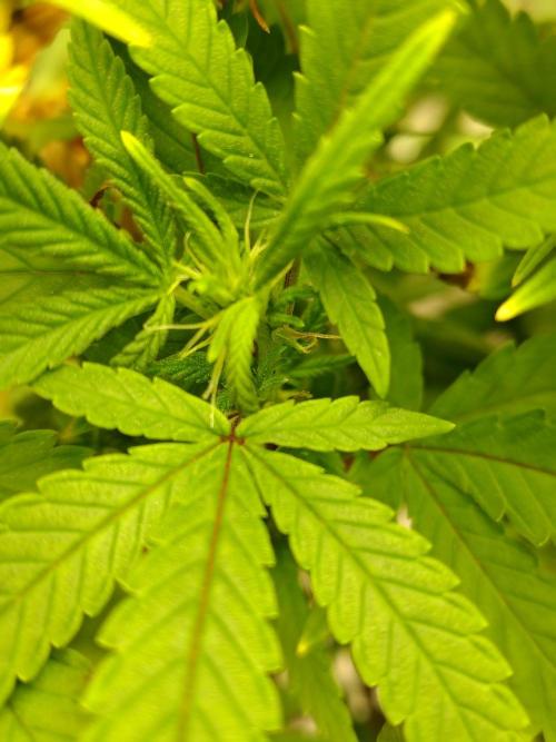 Alien Moonrocks. Week 11