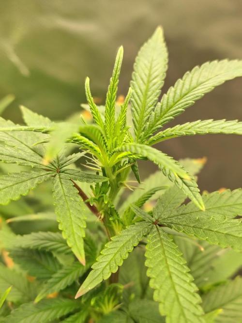 Alien Moonrocks. Week 11