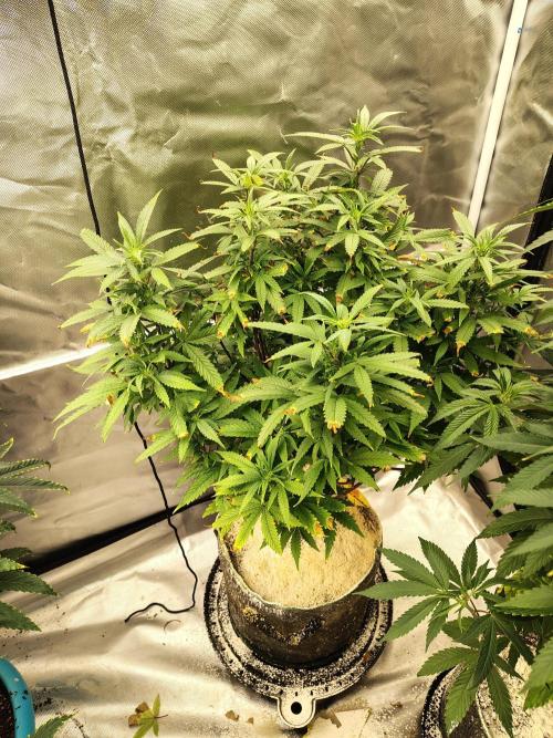 Alien Moonrocks. Week 11