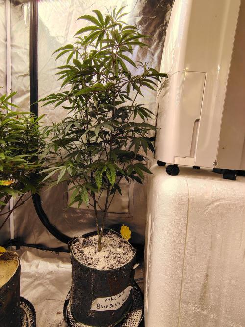 Blueberry Swirl. Week 12