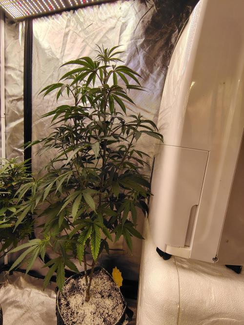 Blueberry Swirl. Week 12