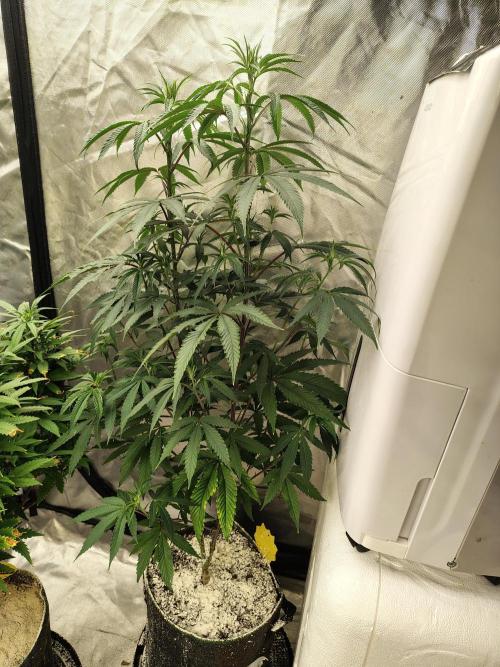 Blueberry Swirl. Week 12