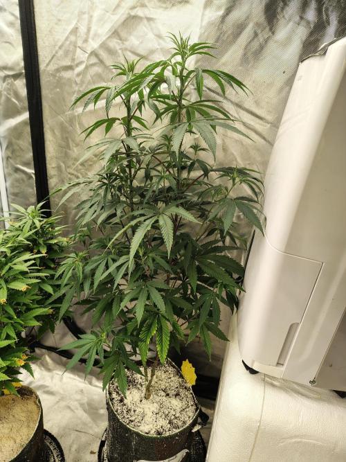 Blueberry Swirl. Week 12