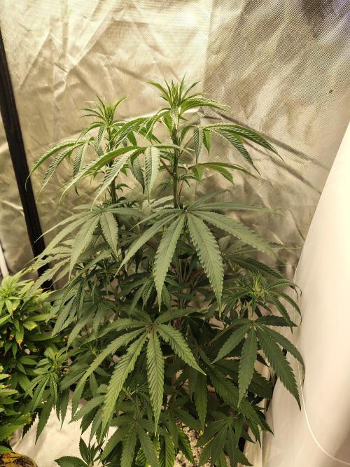 Blueberry Swirl. Week 12