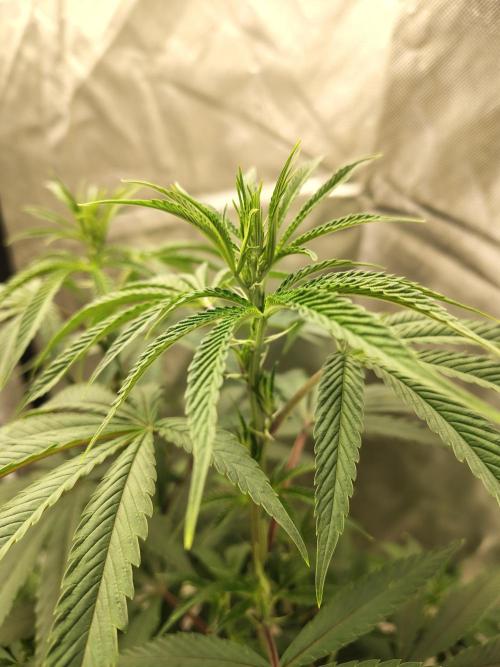 Blueberry Swirl. Week 12