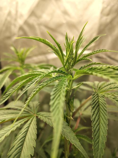 Blueberry Swirl. Week 12