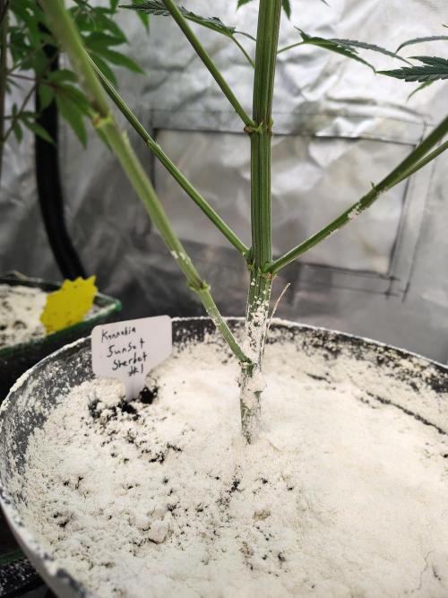 Sunset Sherbet. Week 5