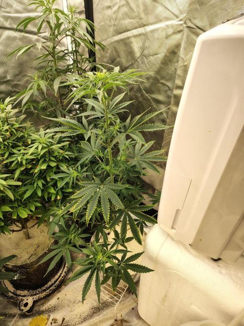 Sunset Sherbet. Week 5