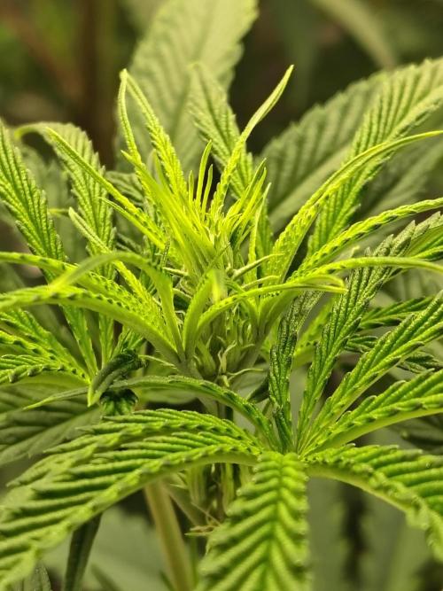 Sunset Sherbet. Week 5