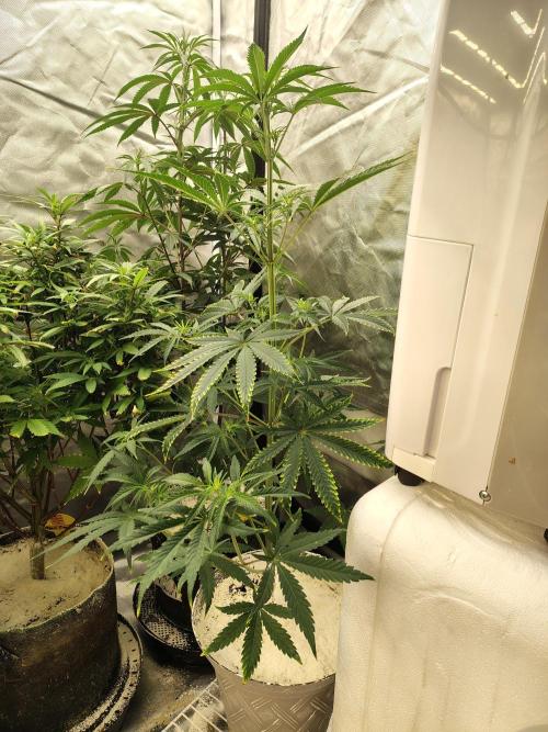 Sunset Sherbet. Week 5