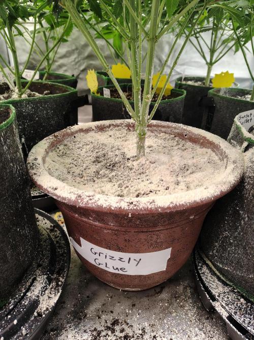 Grizzly Glue. Week 7