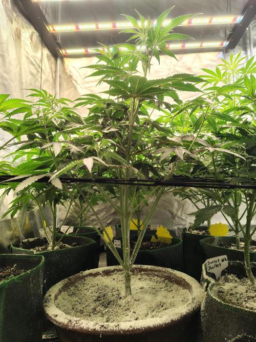 Grizzly Glue. Week 7