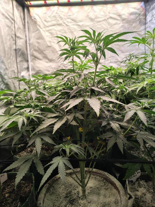 Grizzly Glue. Week 7