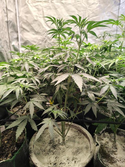 Grizzly Glue. Week 7