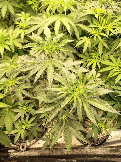 Grizzly Glue. Week 7