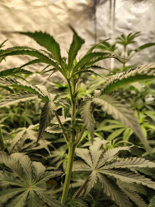 Grizzly Glue. Week 7