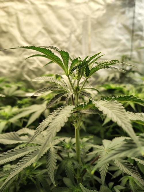 Grizzly Glue. Week 7