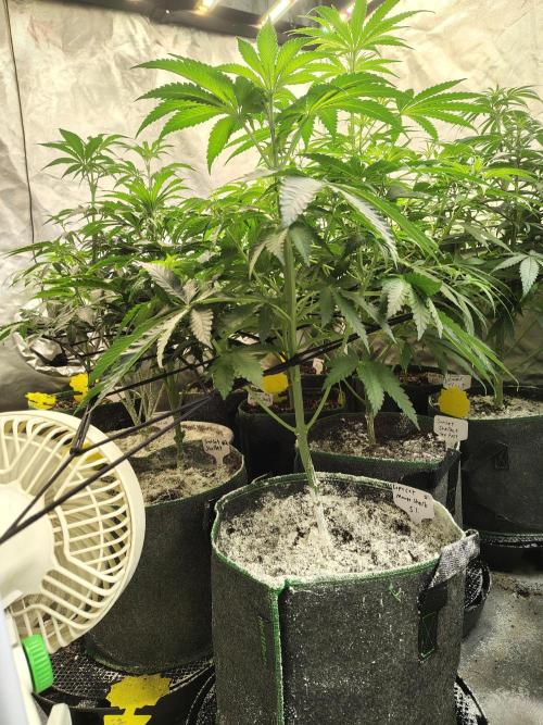 Mango Sherb S1. Week 5