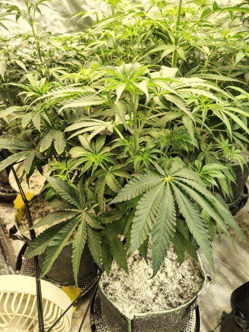 Mango Sherb S1. Week 5