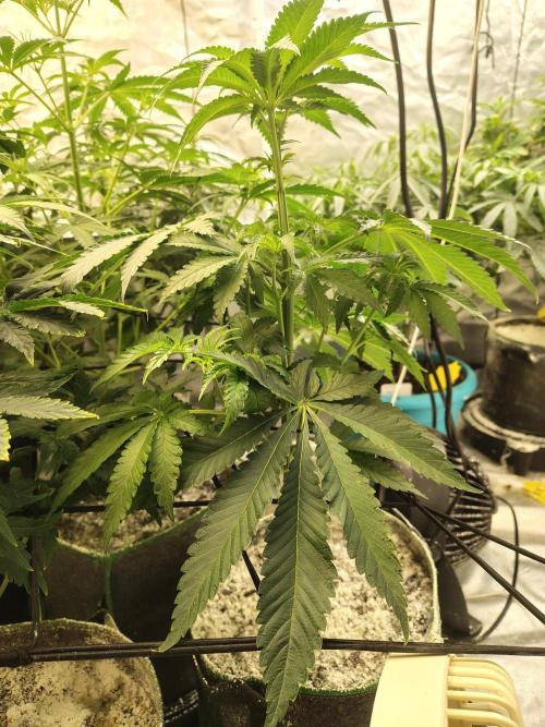 Mango Sherb S1. Week 5