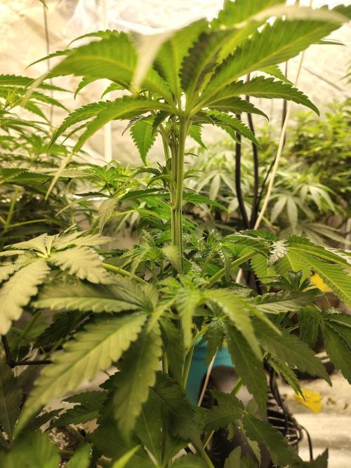 Mango Sherb S1. Week 5