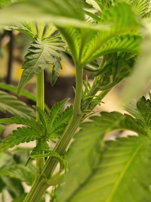 Mango Sherb S1. Week 5