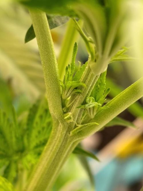 Mango Sherb S1. Week 5