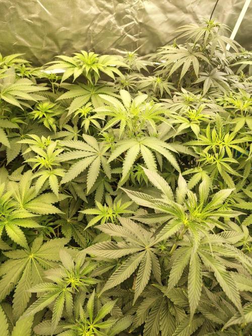 Mango Sherb S1. Week 5