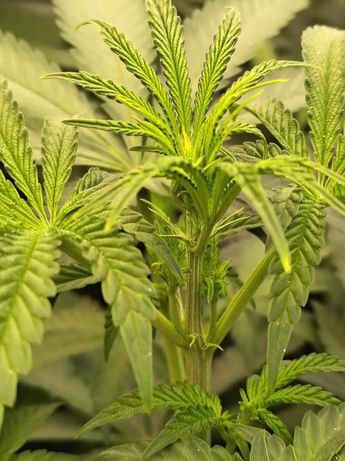 Mango Sherb S1. Week 5