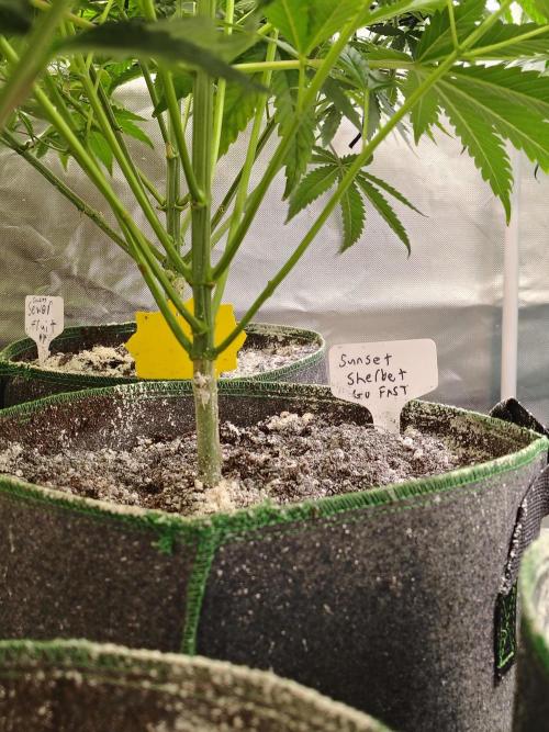 Sunset Sherbet Go Fast. Week 5