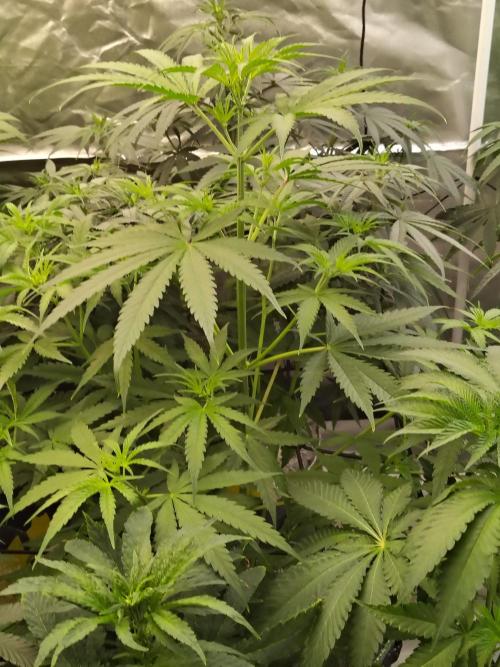 Sunset Sherbet Go Fast. Week 5