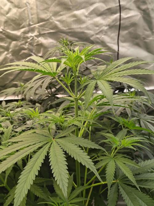 Sunset Sherbet Go Fast. Week 5