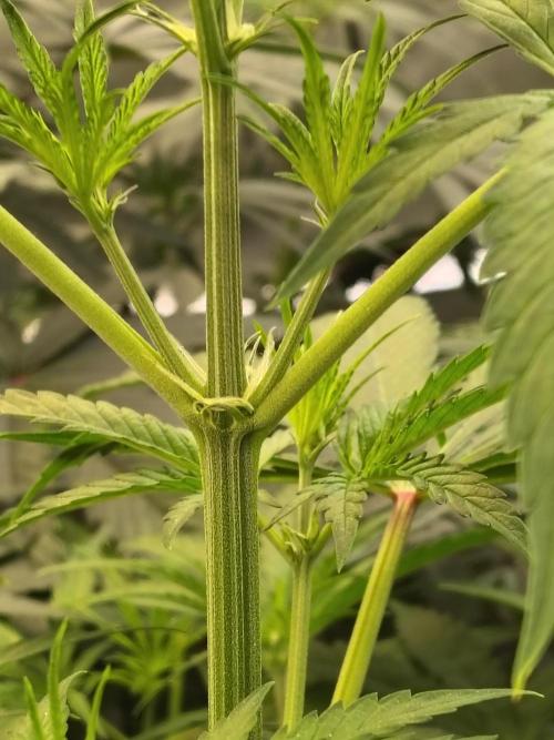 Sunset Sherbet Go Fast. Week 5