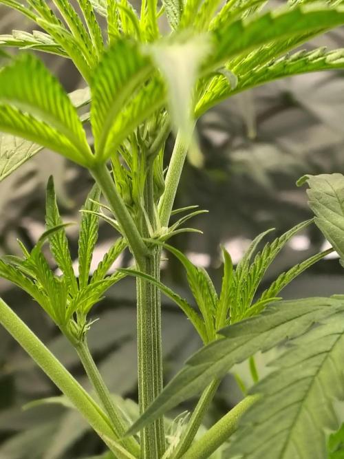 Sunset Sherbet Go Fast. Week 5