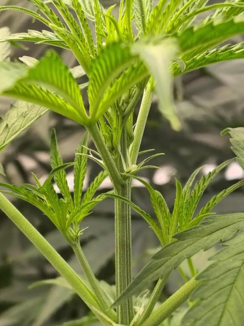 Sunset Sherbet Go Fast. Week 5