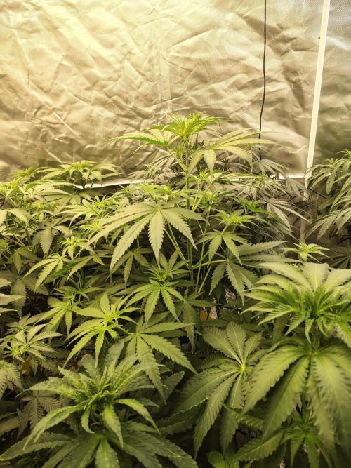 Sunset Sherbet Go Fast. Week 5