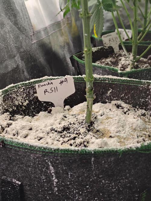 RS11 (Rainbow Sherbet). Week 5