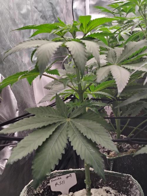 RS11 (Rainbow Sherbet). Week 5